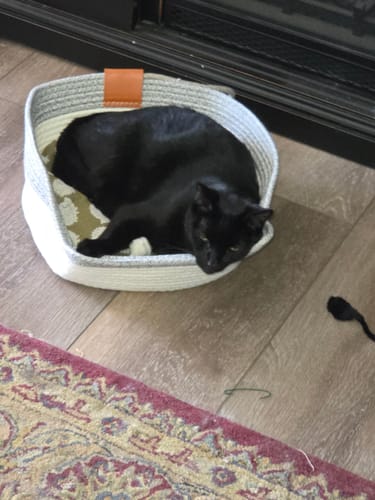 Customer photo review of Instinct Basket | Handwoven & Chemical-Free Cat Territory
