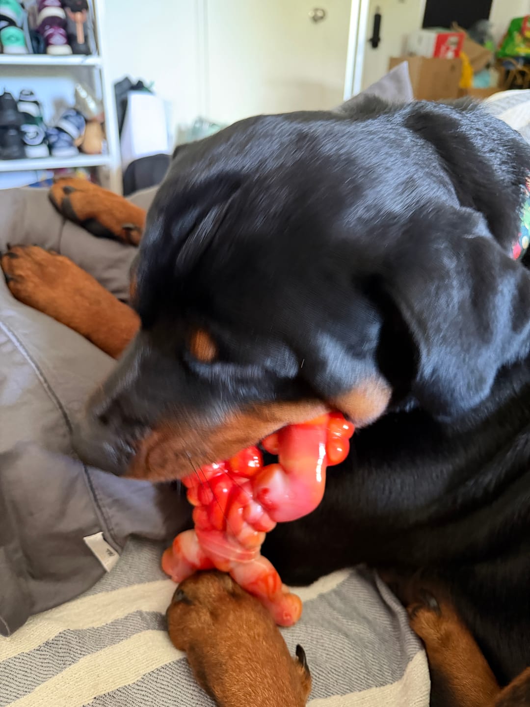 Customer photo review of TUFFJaw™ Chompion