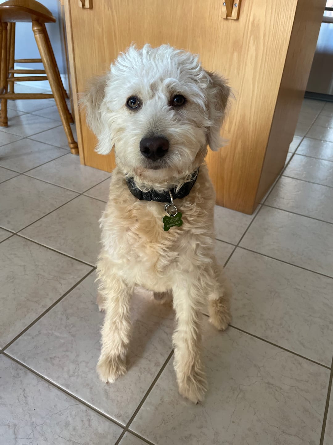 Customer photo review of Bully Bargain Bag