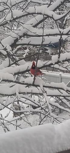 Customer photo review of Lugol's Iodine 12% Solution 1 fl. oz. (30ml)