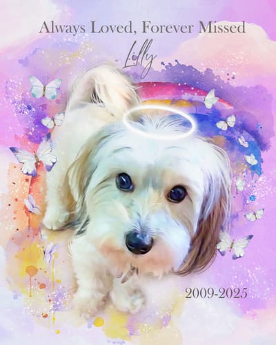 Customer's memorial Watercolor Pet Art of their dog Lilly with a halo, butterflies, and a colorful rainbow background.