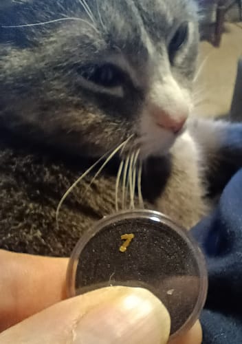 Customer photo review of Dutchman's 'SECRET NUGGET' Gold Paydirt - Gold Prospecting Concentrate