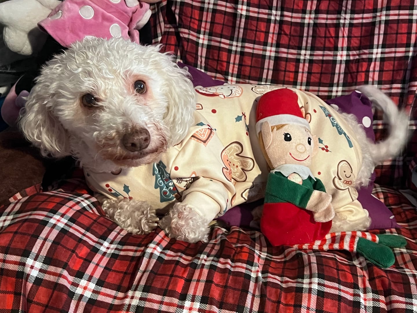 Customer photo review of Dog Christmas Pajama - Frosty Night