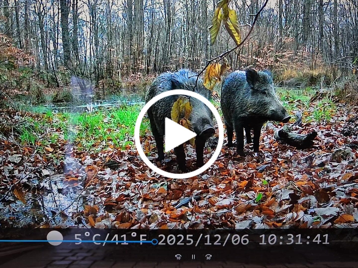 Customer video review of Siltcon® Wildcamera met Zonnepaneel 8K