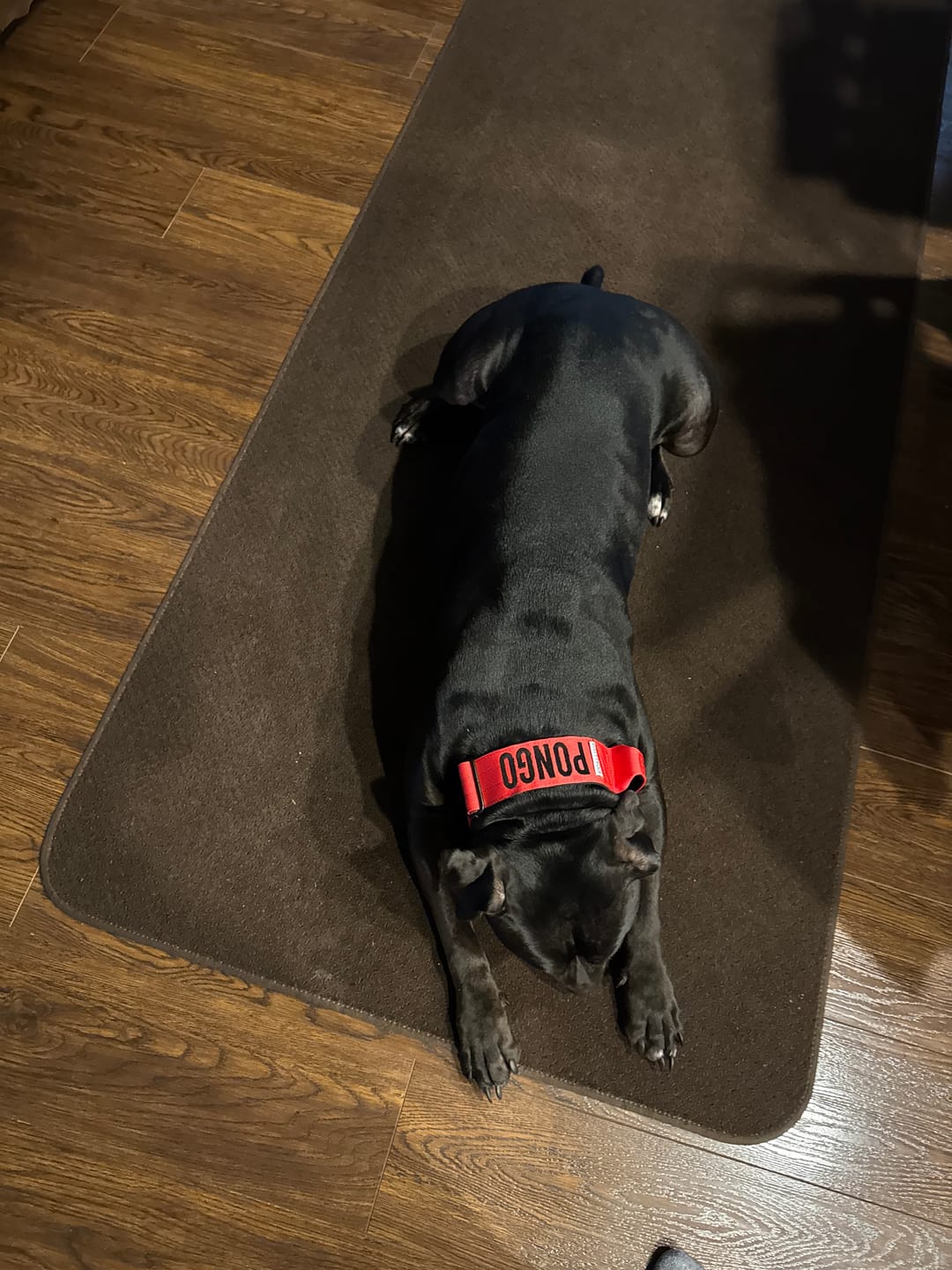 Customer photo review of Matching Red 6' Bully Proof Leash