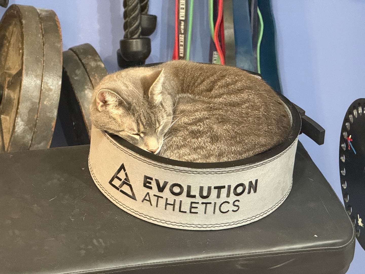 Customer photo review of Evolution Athletics 13mm Lever Belt