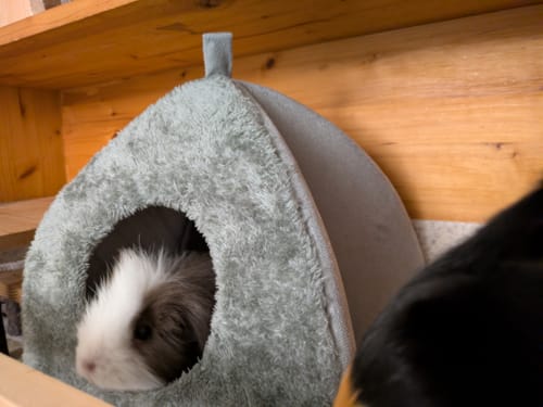 Customer photo review of 🏠 Kuscheliges Grau/Rosa – Gemütliches Kuppelhaus für Meerschweinchen