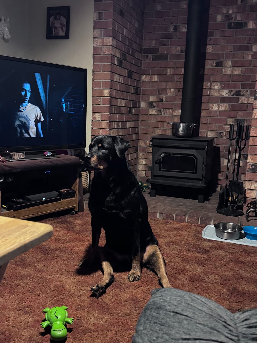Customer photo review of NEW Golden Drops | Senior Dog Formula