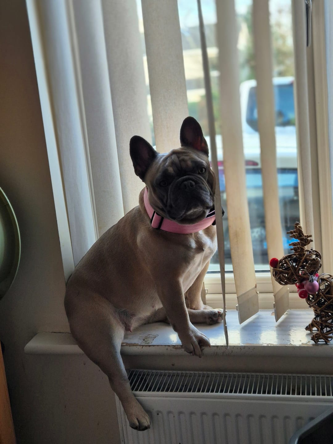 Customer photo review of 4cm Combat® Collar | Handle & Rated Clip - Pink