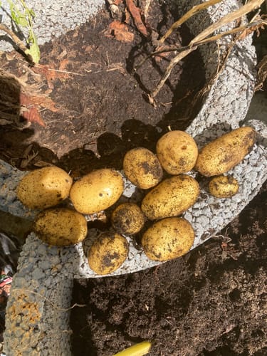 Customer photo review of Bio-Pflanzkartoffel ‘Linda’