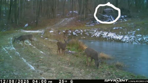 Customer photo review of VisMax See Through 3-4 Person Hunting Blind, Pop Up Ground Deer Blind
