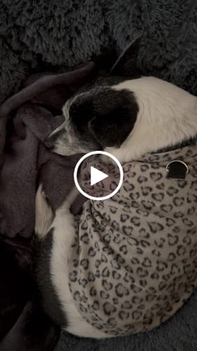 Customer video review of Manta Relajante para Mascotas