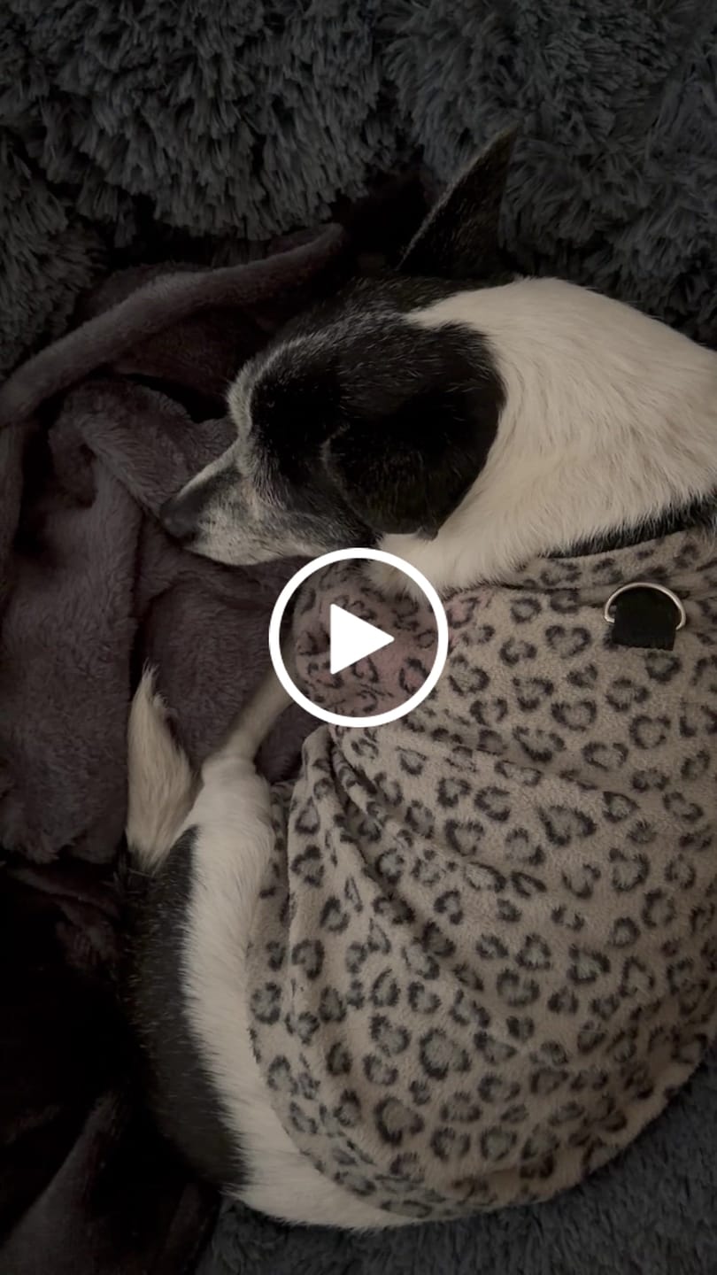 Customer video review of Manta Relajante para Mascotas