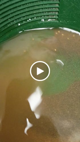 Customer video review of Nugget Reserve 'MUSEUM SPECIMEN CHASE' - Gold Panning Paydirt Concentrate