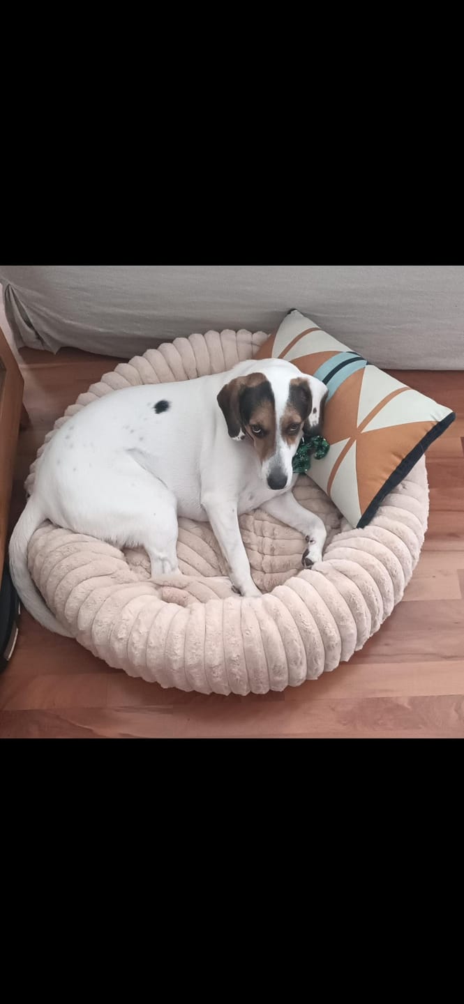 Customer photo review of Luxury Edition: Cama Anti-Estrés THE DOGS