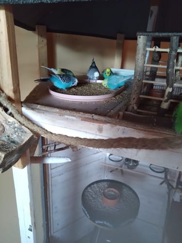 Customer photo review of Knaulgras