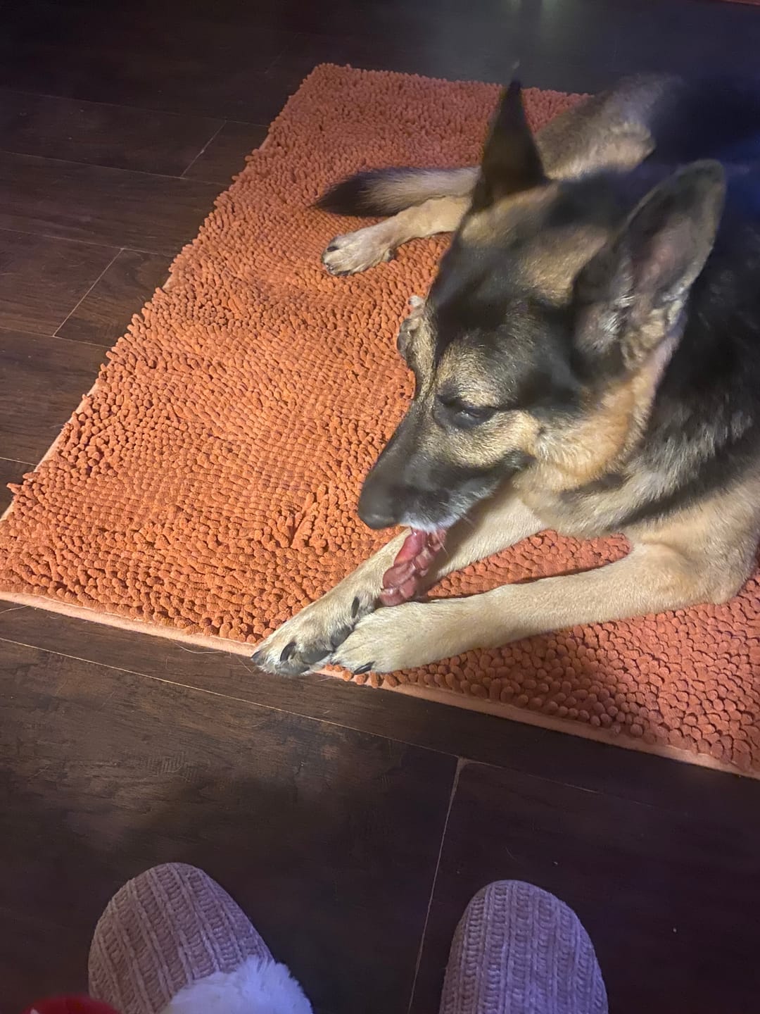 Customer photo review of 6 Inch Thick Braided Bully Stick