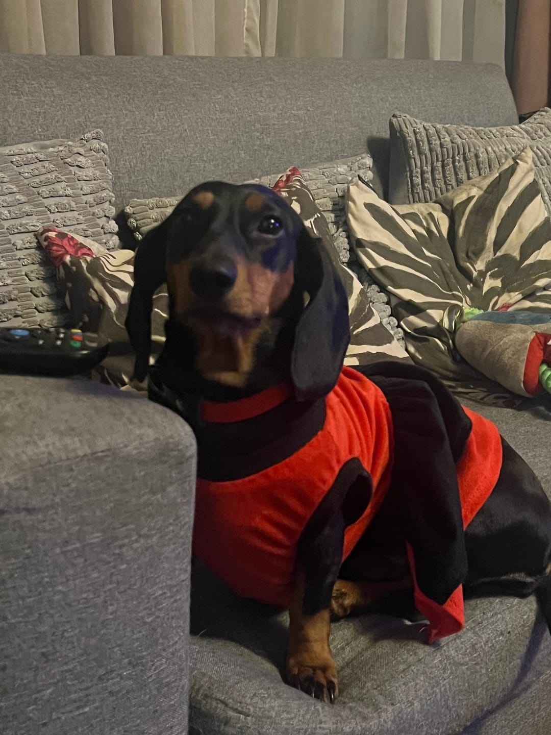 Customer photo review of Collar Lassie Rojo/Rojo B33