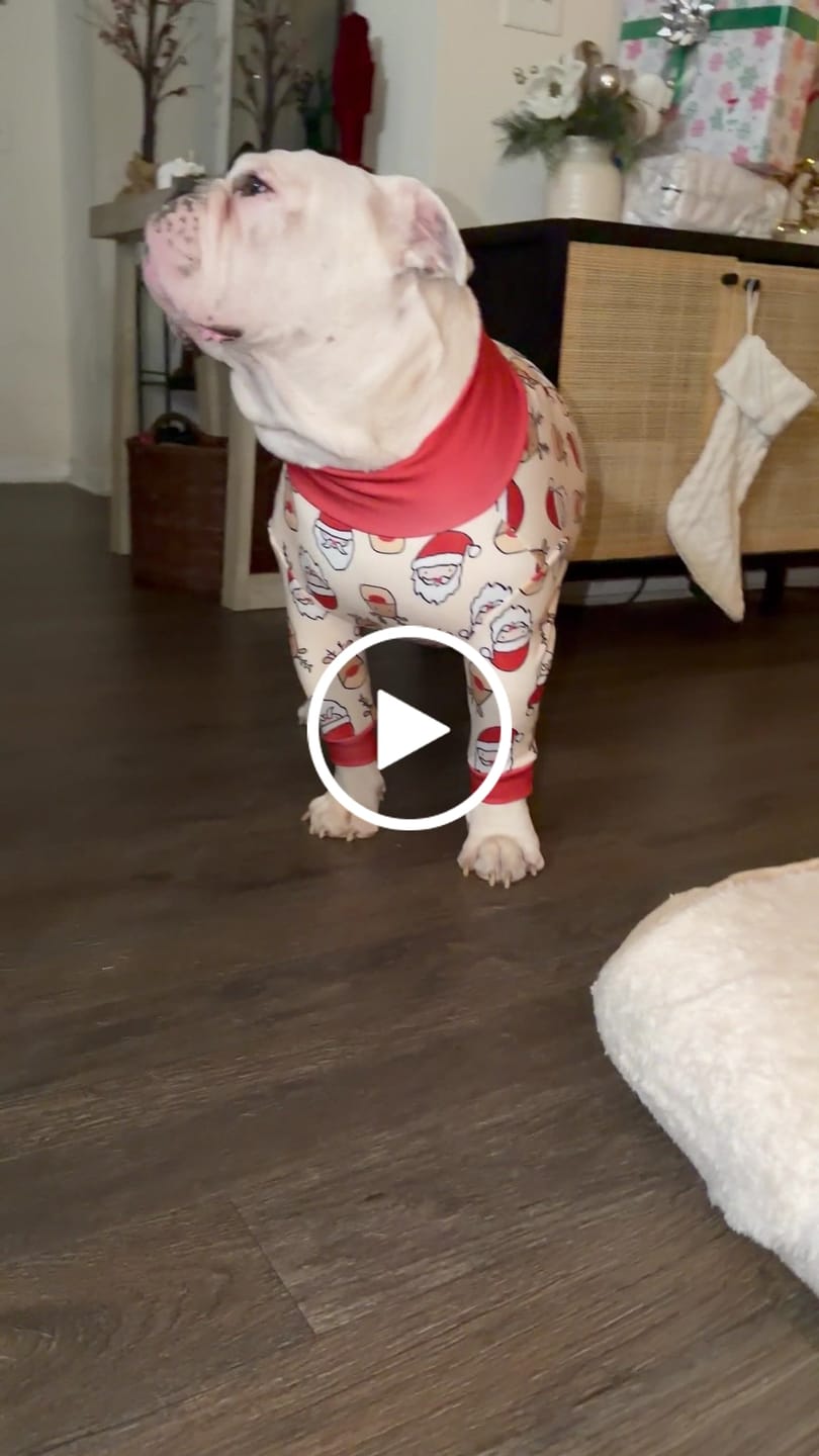 Customer video review of Dog Pajama - Dragons