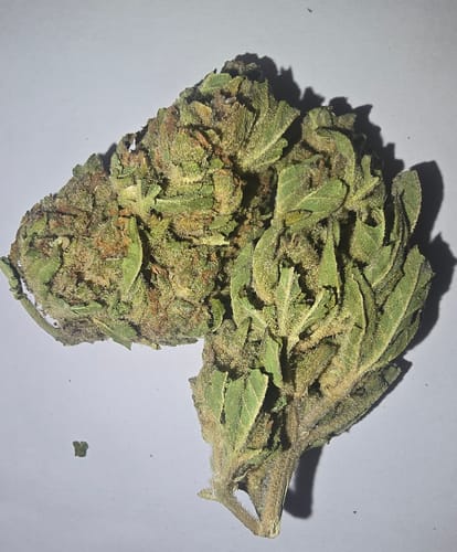 Customer photo review of Alien Space Craft THCA Flower