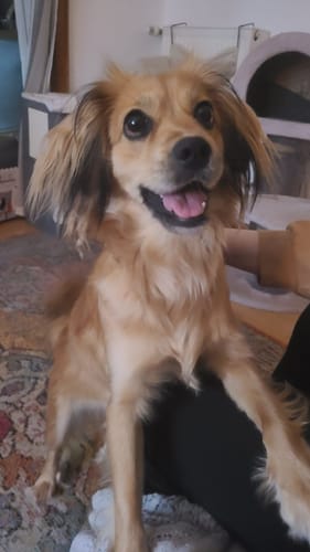 Customer photo review of Frischfutter für Energiebedarf von 526 kCal/Tag