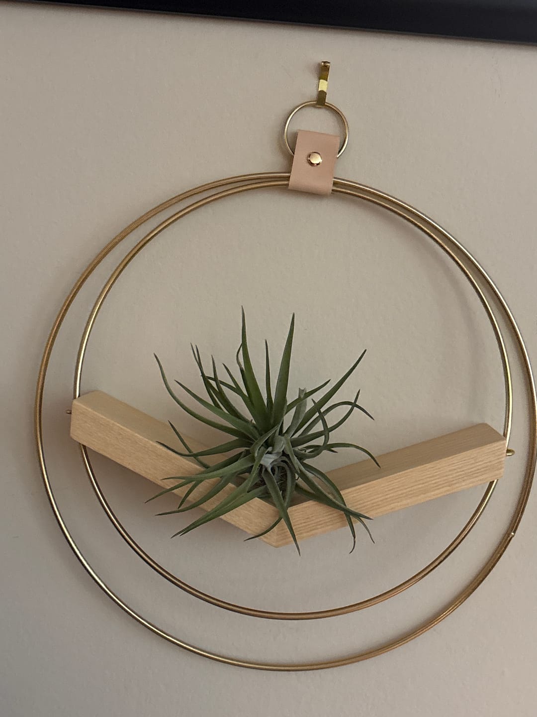 Customer photo review of Air Plant V-Hanger Duo