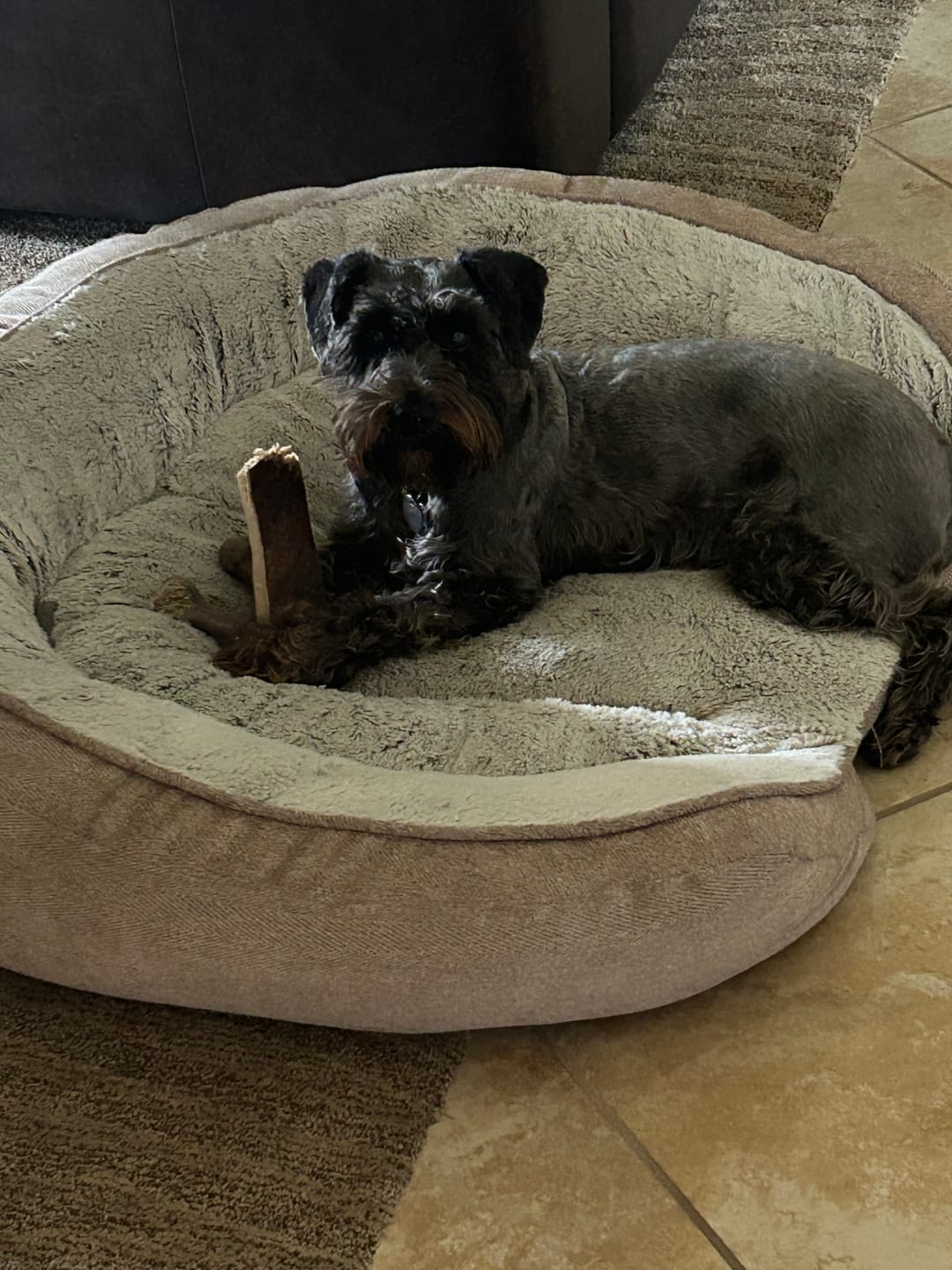 Customer photo review of Medium Moose Chew