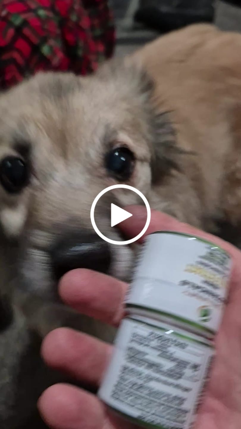 Customer video review of PIB Chewable 45% Gold 6CT Jar-Single