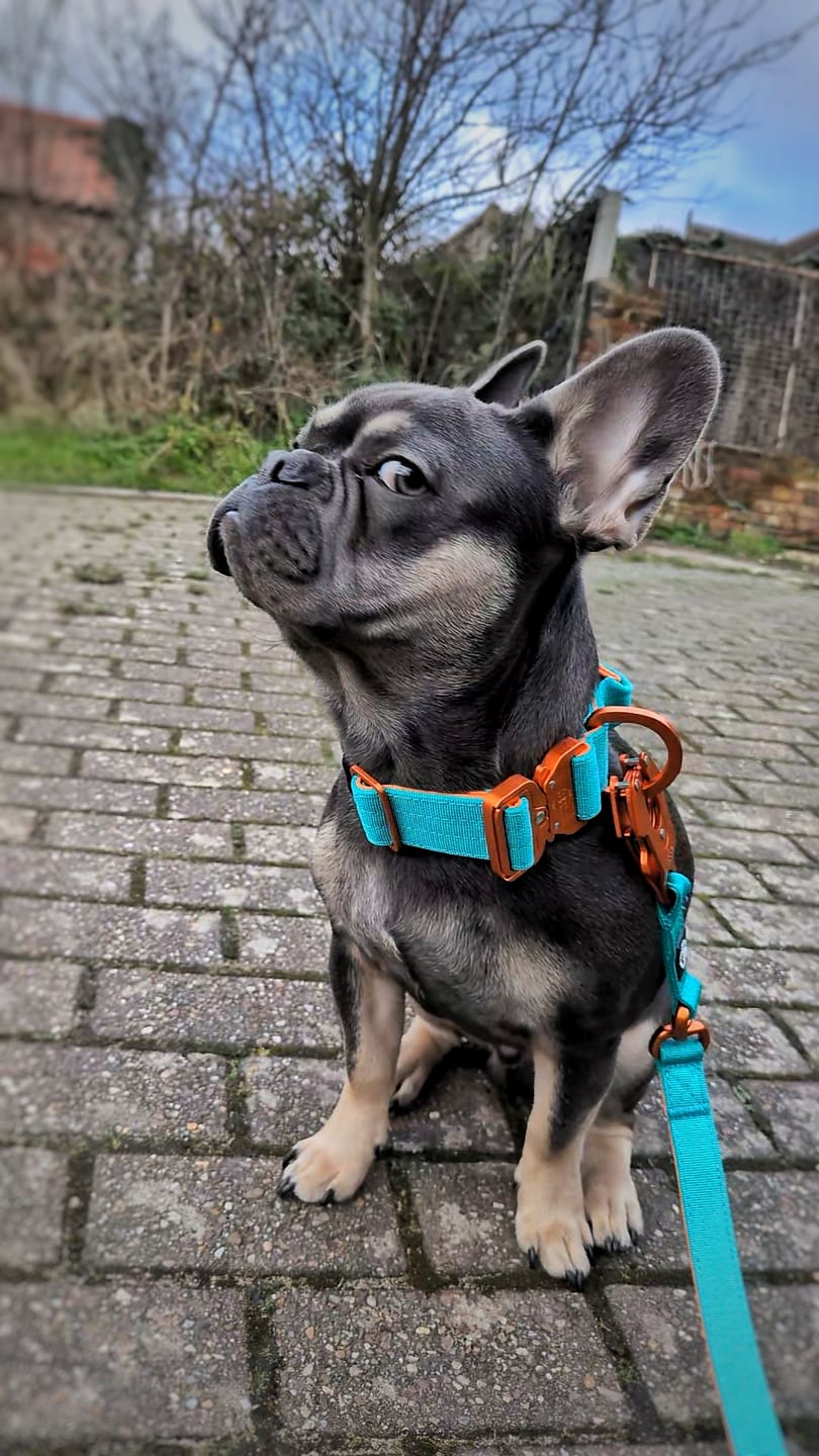 Customer photo review of 4cm LIGHTER Combat® Collar | With Handle Rated Clip - Turquoise & Orange