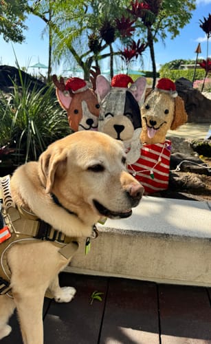 Customer's yellow lab wearing a tan Tactical No-Pull Team K9 Dog Harness outdoors next to holiday decorations.