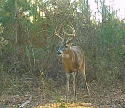 Customer photo review of VisMax See Through 3-4 Person Hunting Blind, Pop Up Ground Deer Blind