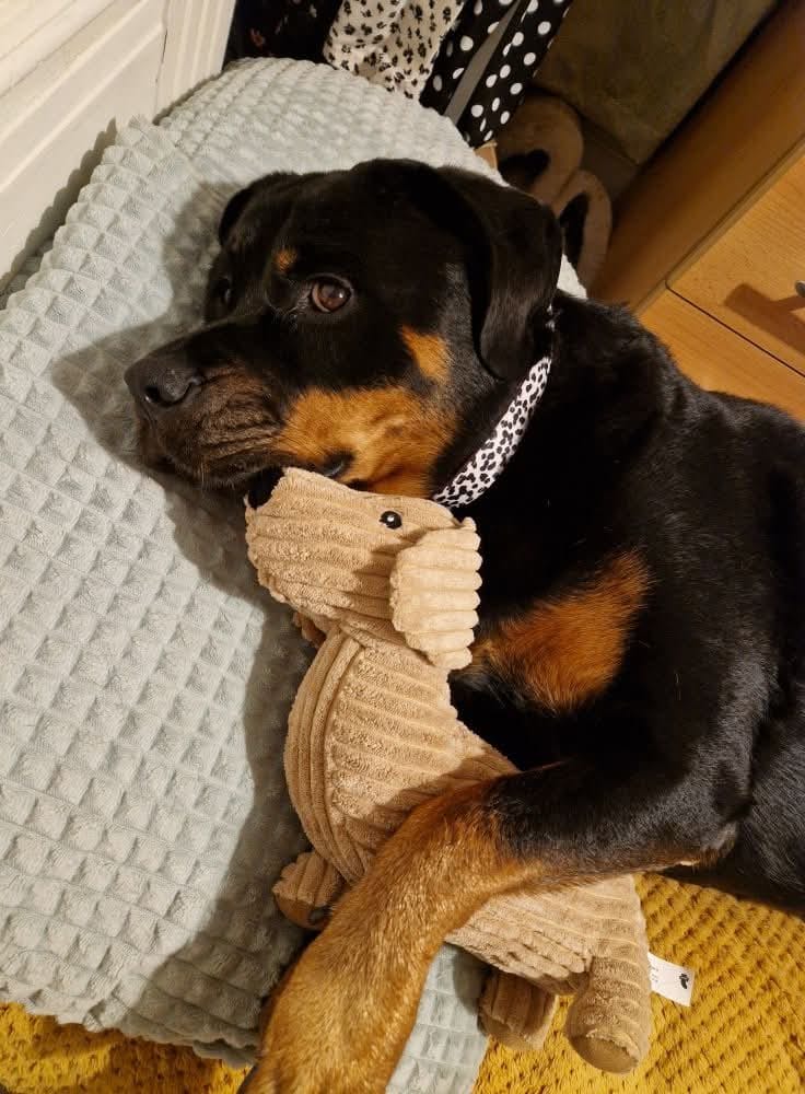 Customer photo review of Luxe Collection | Dog Collar | Berry Dalmatian