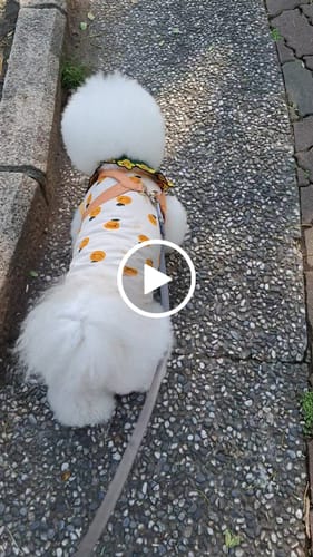 Customer video review of PETTRIP 西瓜．桔子滿版背心