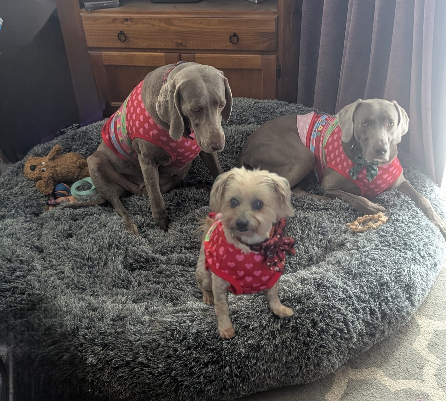 Customer photo review of Premium Calming Pet Bed with Removable Cover