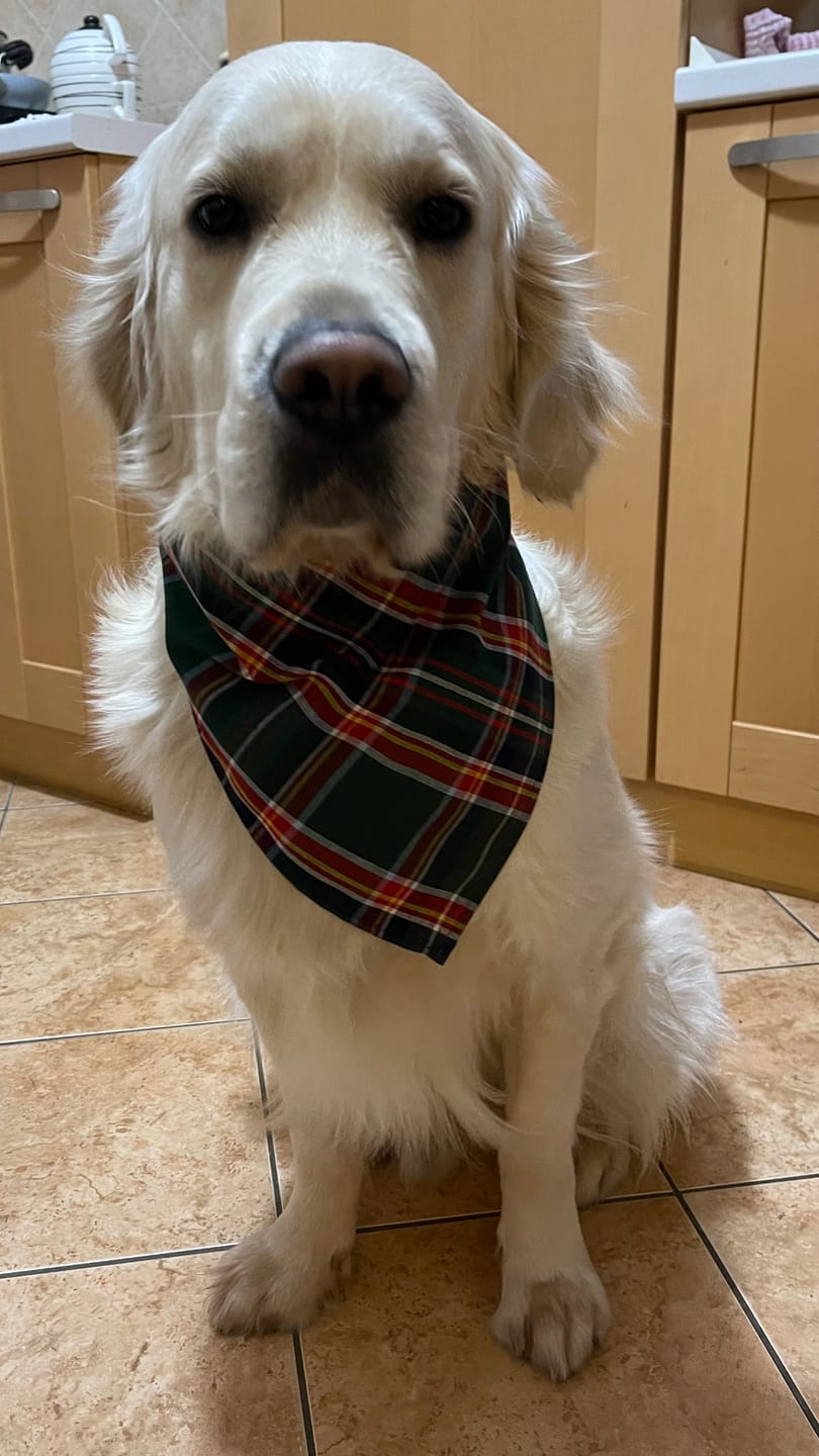 Customer photo review of Christmas Box + Bandana