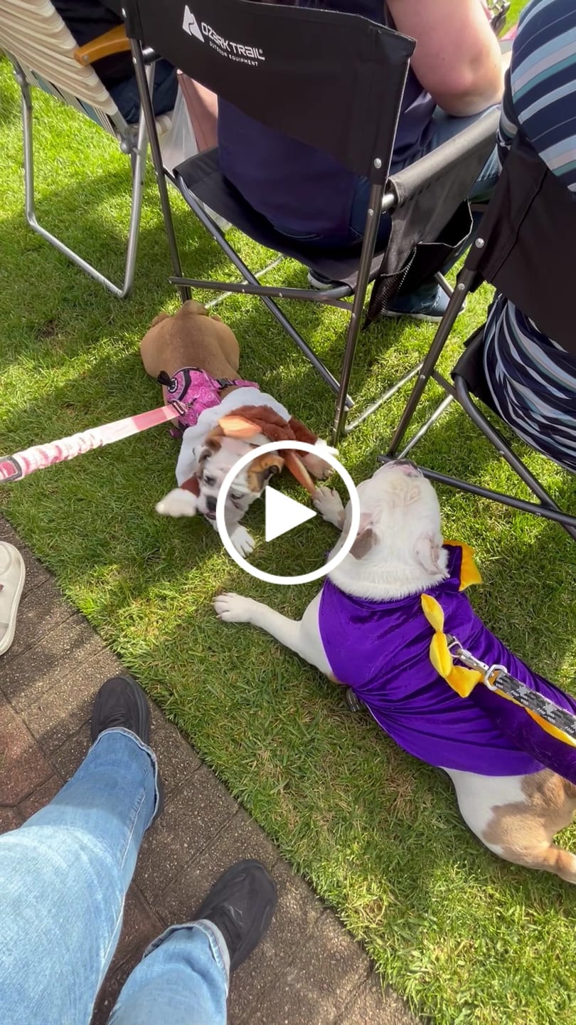 Customer video review of Pink Paisley - Adventure Harness
