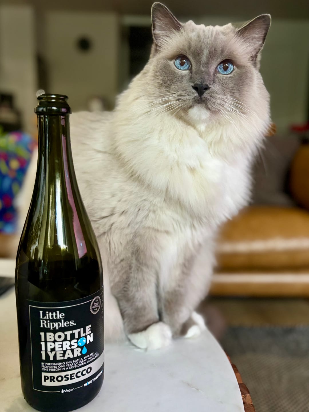 Customer photo review of Prosecco - 6pk