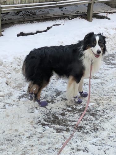 Customer photo review of WagWellies® by wagwear