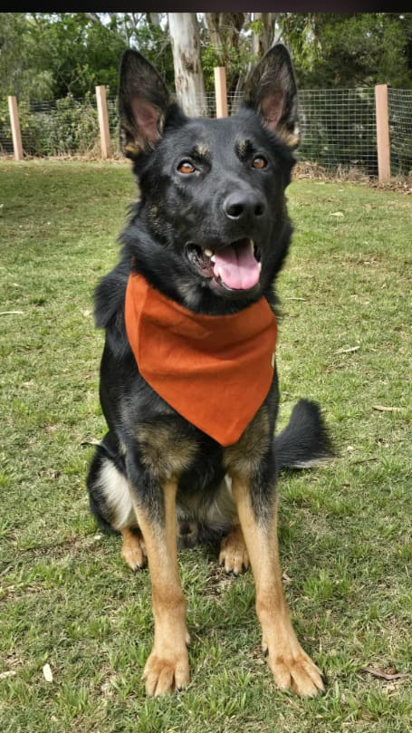 Customer photo review of Linen Tie Up Dog Bandana ~ Rust