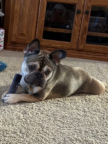 Customer's French bulldog lying on a carpet, holding a dark Blueberry Yak Chew between its paws.
