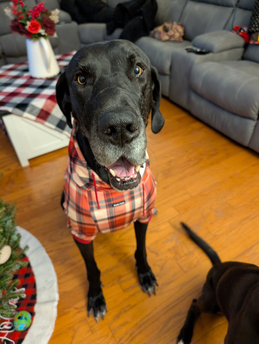 Customer photo review of Red Plaid Dog Hoodie