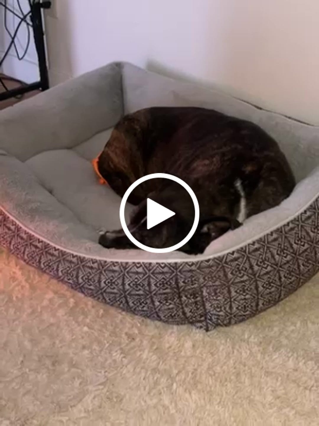 Customer video review of KING KALM 600mg CBD with Copaiba, Krill Oil and DHA for Dogs & Cats