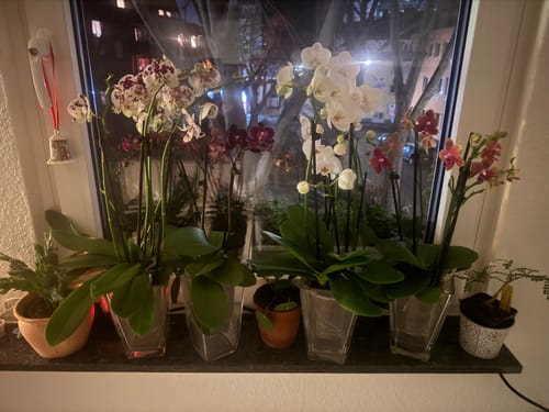 Kunde zeigt seine Sammlung blühender Two of Us Orchideen in verschiedenen Farben auf einer Fensterbank.