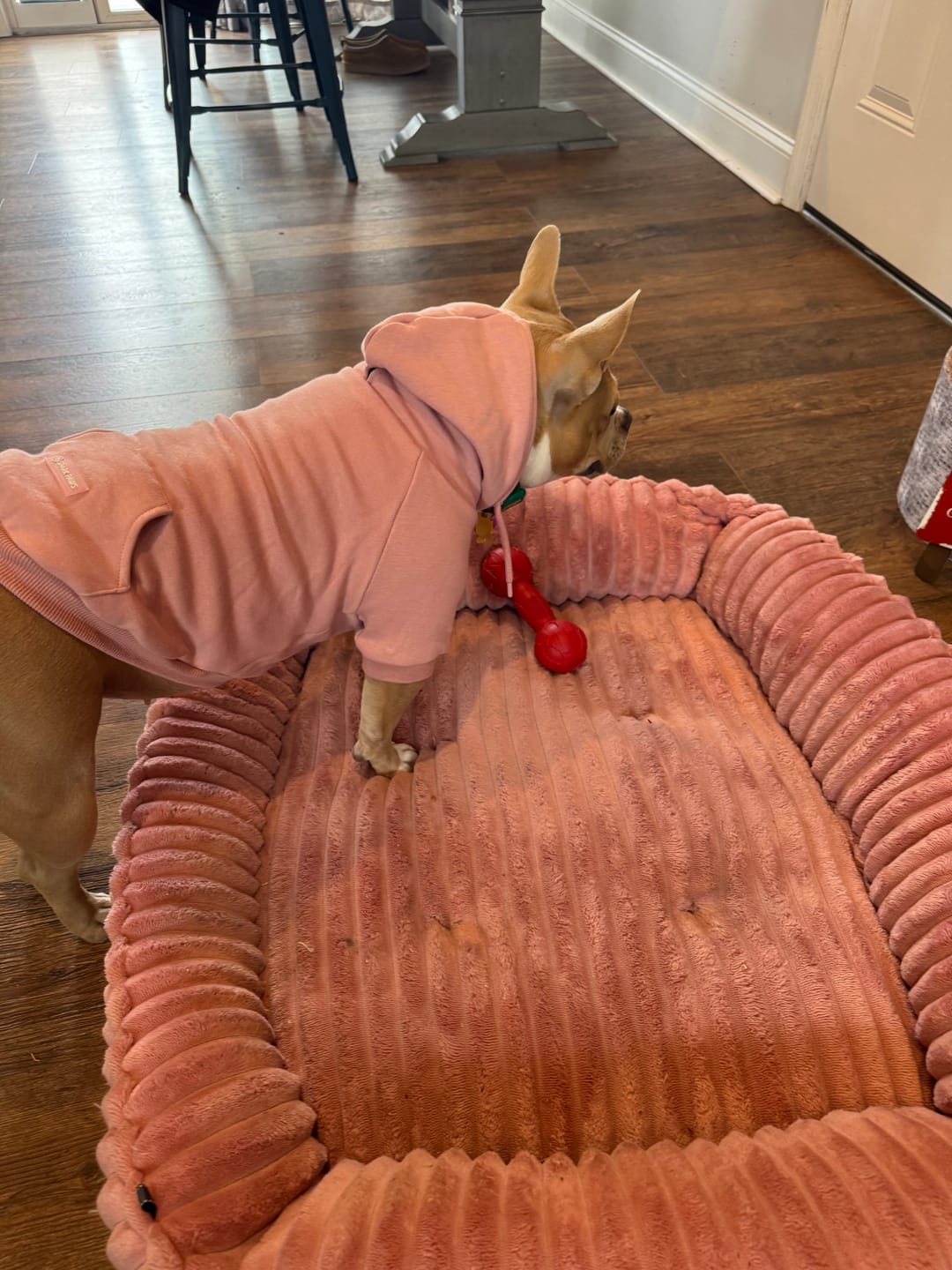 Customer photo review of Essential Dog Hoodie - Teal