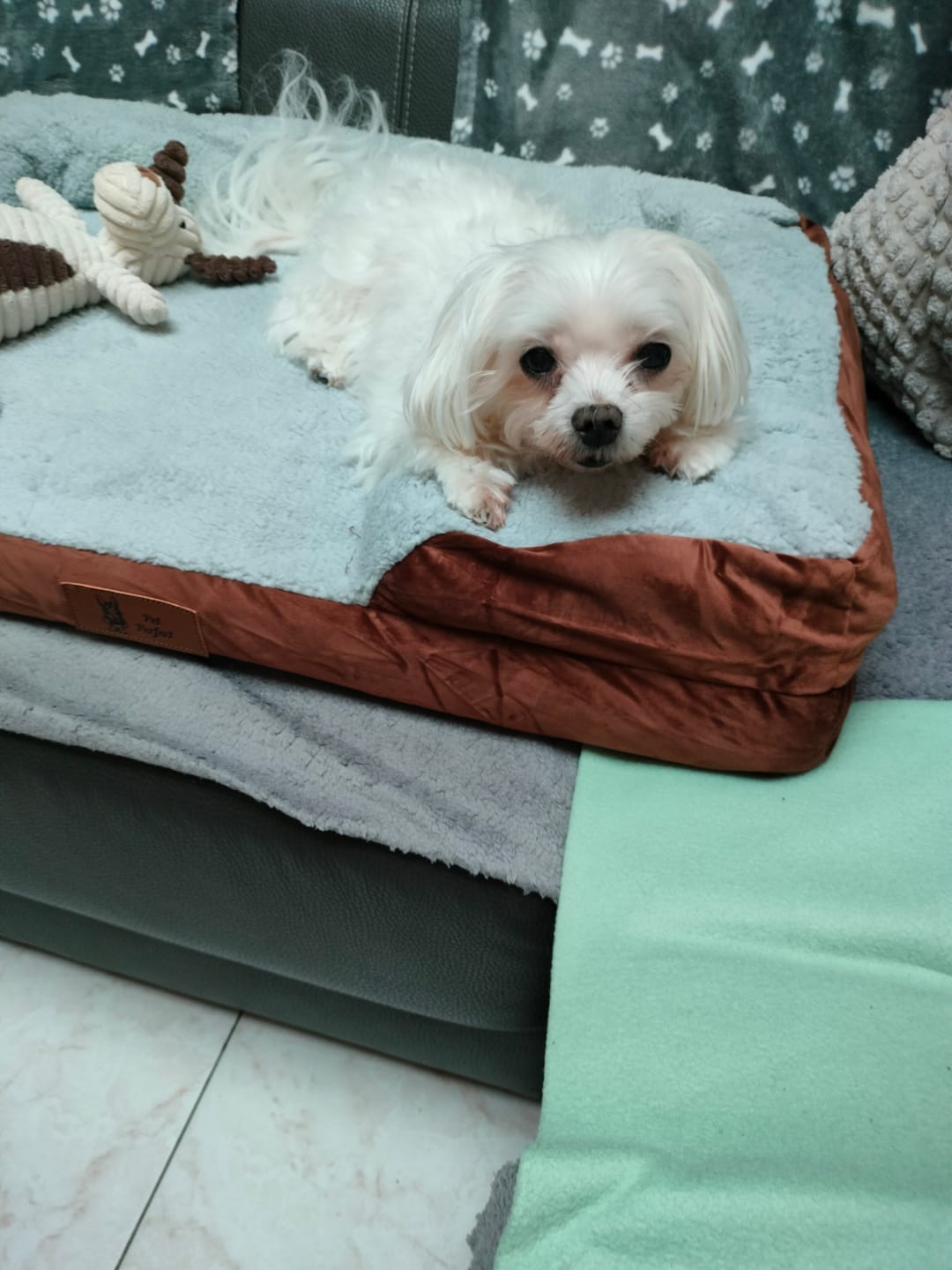 Customer photo review of Pet Perfect Hondenmand - Orthopedisch - Afritsbaar - Bruin