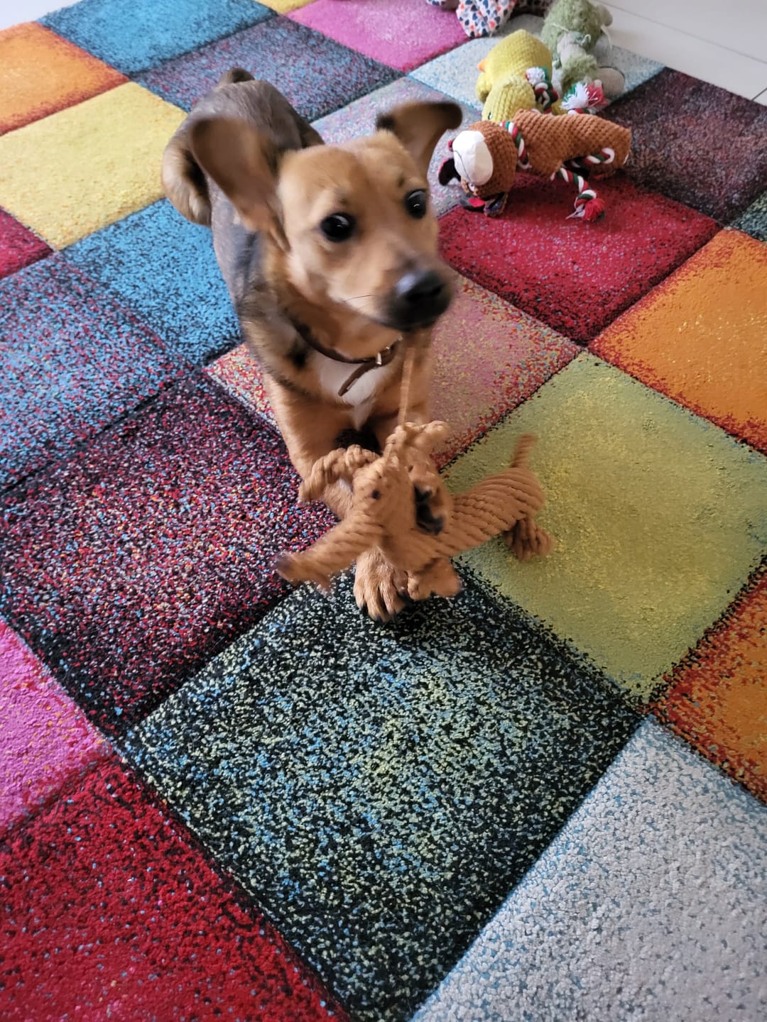 Customer photo review of Diego Dackel – Handgefertigtes Kauspielzeug aus Baumwolle für Hunde