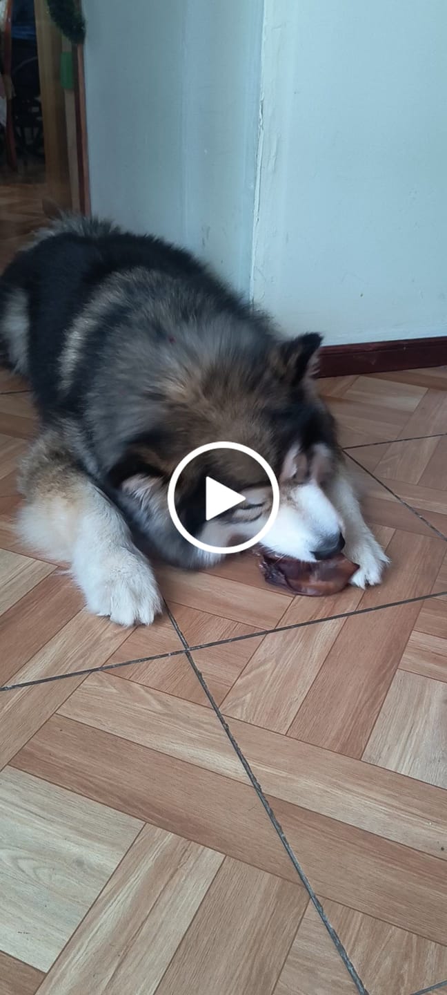 Customer video review of Oreja de cerdo  - Pack 18 unidades enteras
