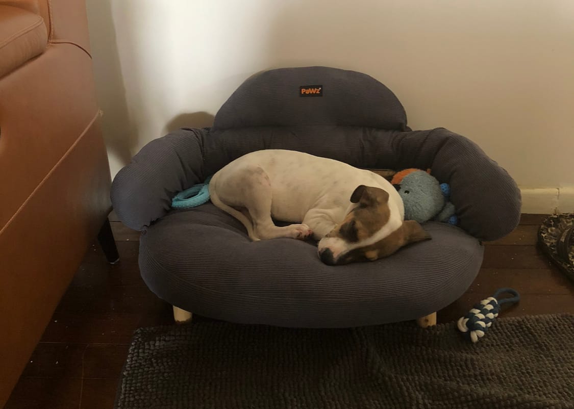 Customer photo review of CloudNest Elevated Pet Sofa Bed