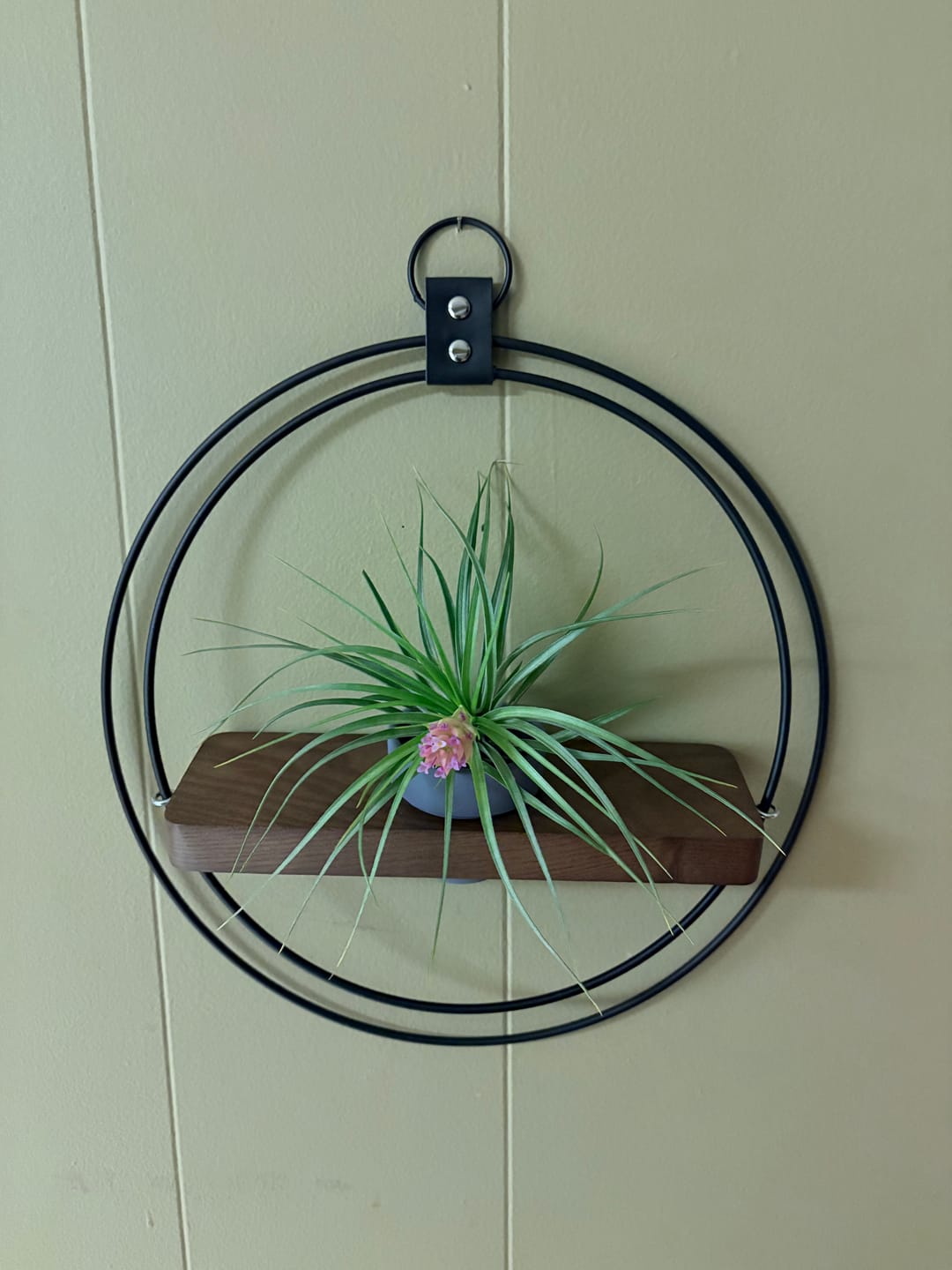 Customer photo review of Air Plant Shelf + Pot
