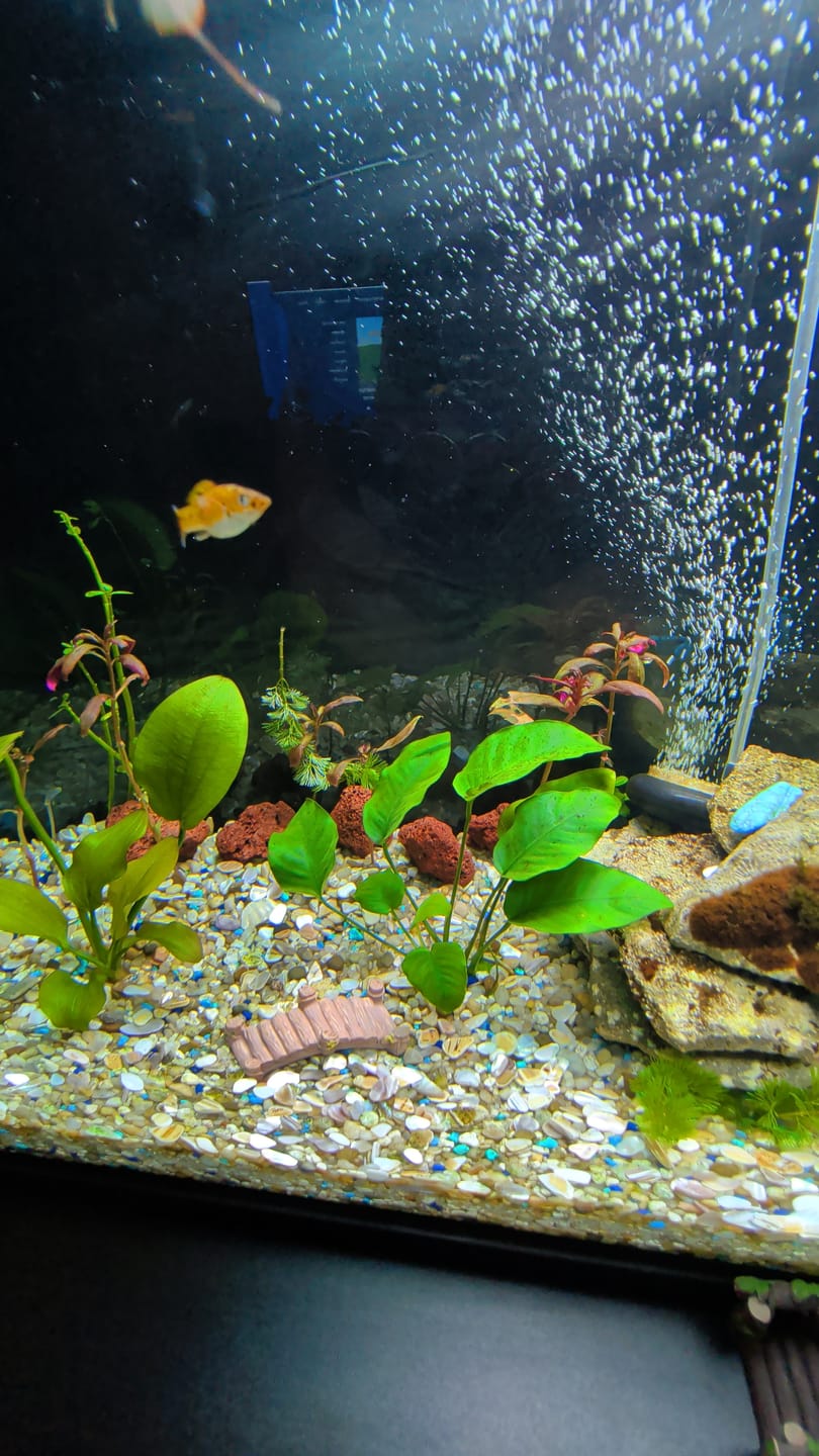Customer photo review of Scarlet Temple  (Alternanthera reineckii)